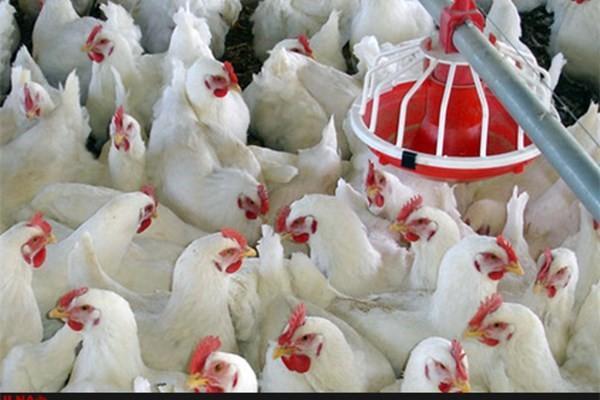 ظرفیت تولید مرغداری ها 40 درصد قابل افزایش است، فقدان حضور صنایع تبدیلی در ایران