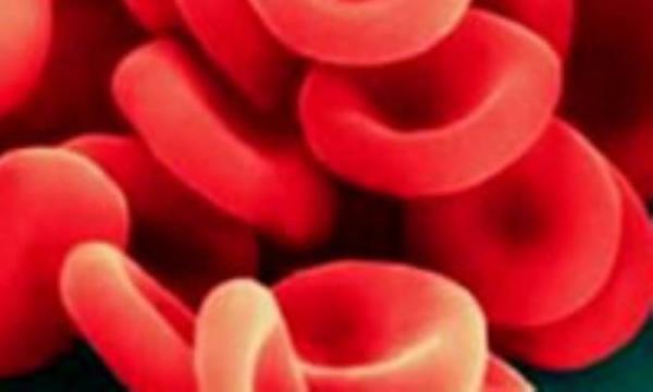 سلول های خونی چگونه شکل می گیرند؟