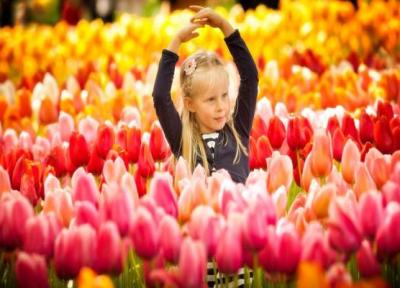 تور ارزان هلند: جشنواره باغ کوکنهف هلند، معروف ترین باغ گل دنیا