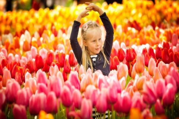 تور ارزان هلند: جشنواره باغ کوکنهف هلند، معروف ترین باغ گل دنیا