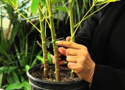 راهنمای هرس شفلرا