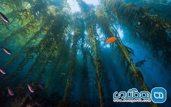 عجیب ترین جنگل های زیر آب جهان ، ریشه های سبز در زیر آب های آبی!!