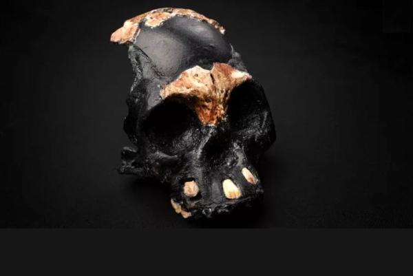 کشف بقایای 300 هزار ساله کودک هومو نالِدی در آفریقای جنوبی