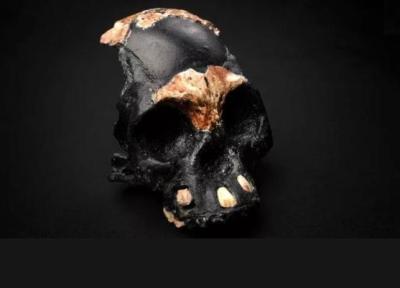 کشف بقایای 300 هزار ساله کودک هومو نالِدی در آفریقای جنوبی