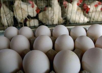تخم مرغ گران شد؟